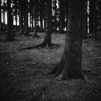 Christopher_Schmidtke_Into_the_woods_1