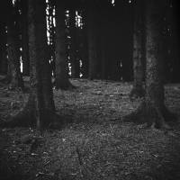 Christopher_Schmidtke_Into_the_woods_3