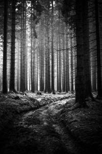 Christopher_Schmidtke_Into_the_woods_4