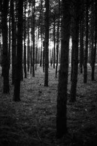 Christopher_Schmidtke_Into_the_woods_5