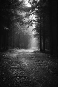 Christopher_Schmidtke_Into_the_woods_6